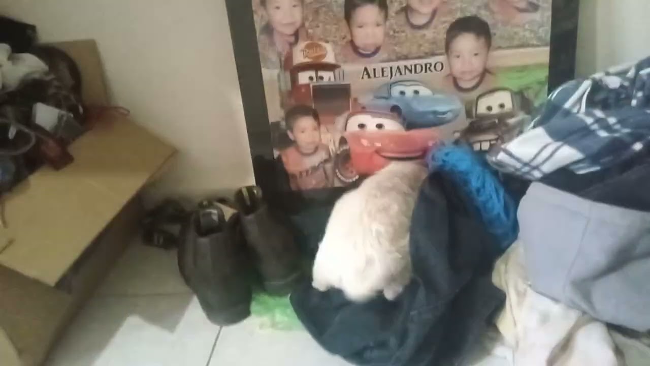 Mi perro nuevo