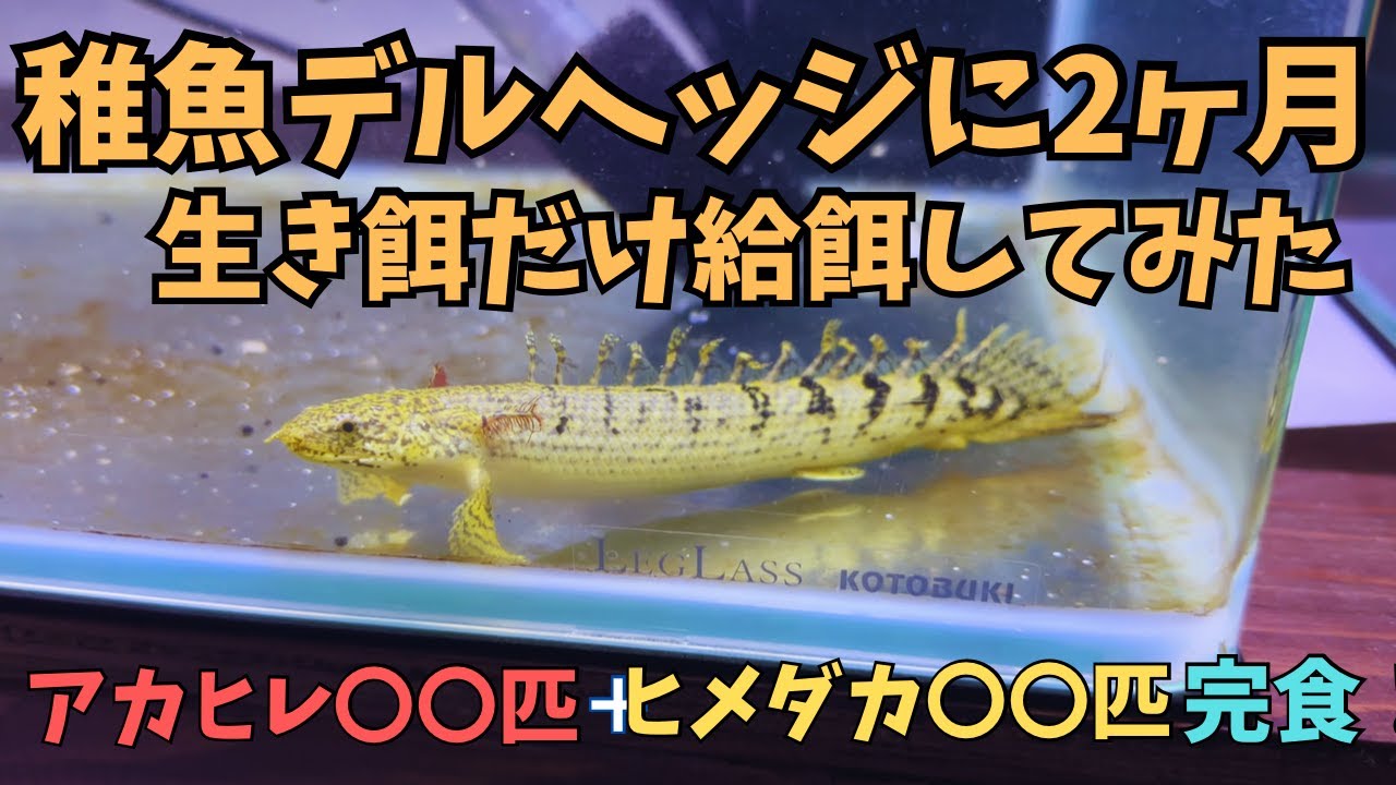 ベビーで迎えたデルヘッジに生き餌４００匹給餌してみた！