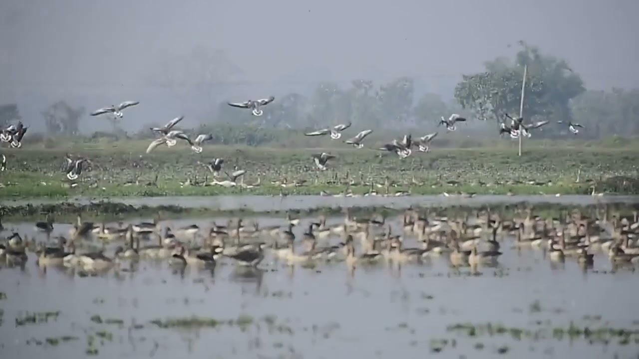 Migratory greylag geese in India  - 01/28/2026