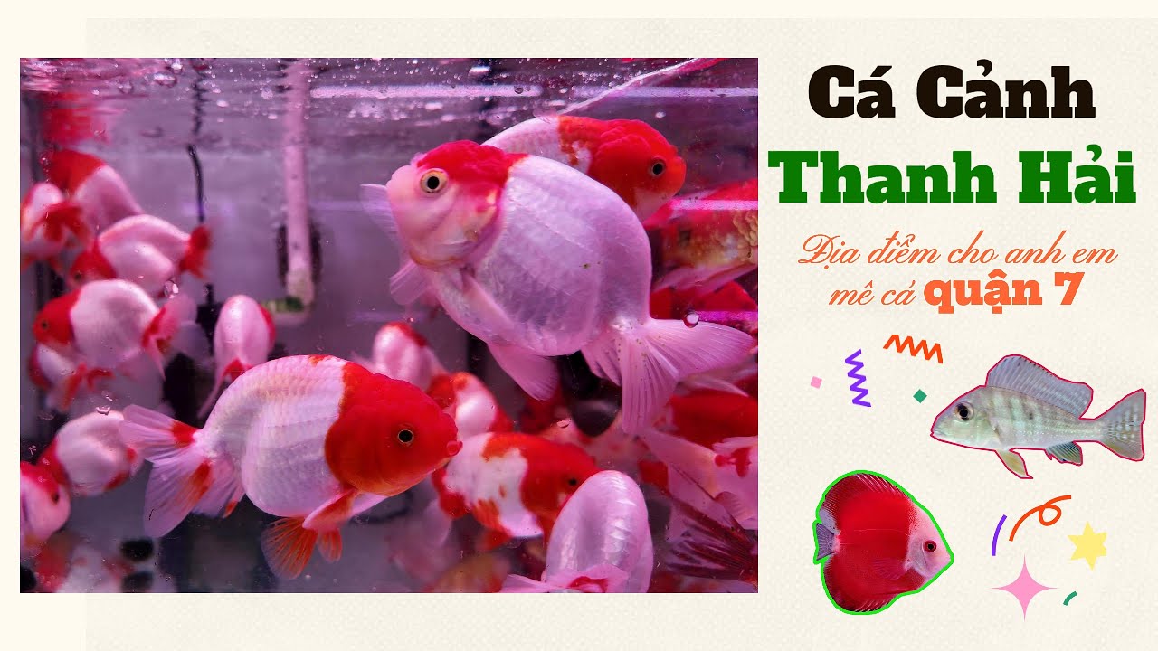 Cá cảnh Thanh Hải ,địa điểm cho anh em mê cá quận 7#aquarium #caloc #fish #channa #calockieng