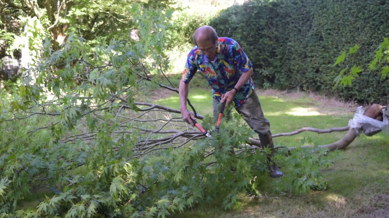 Air Layering A Large Maple