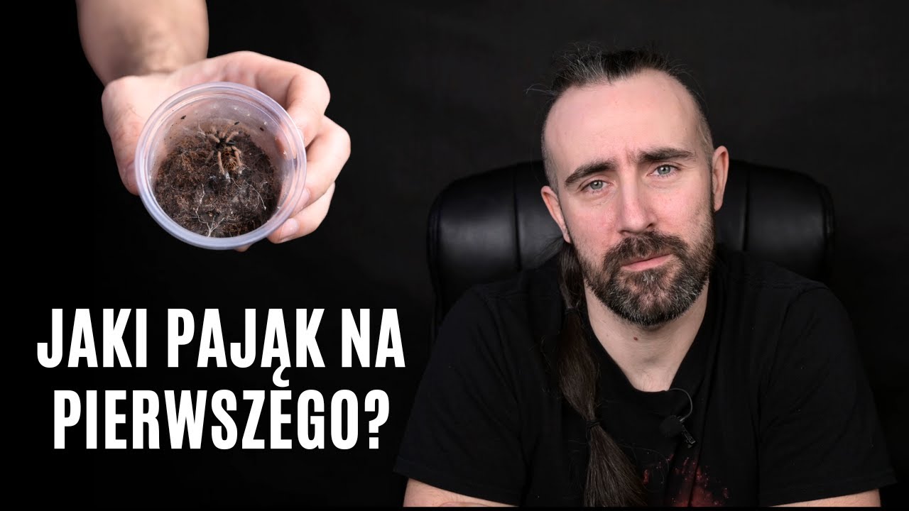 Jaki ptasznik na pierwszego? | arent.pl