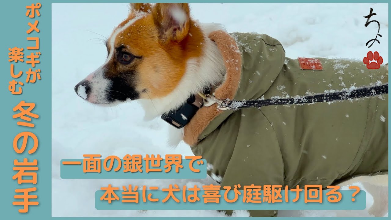 愛犬と過ごす冬の岩手 #ポメコギ #ポメコーギー