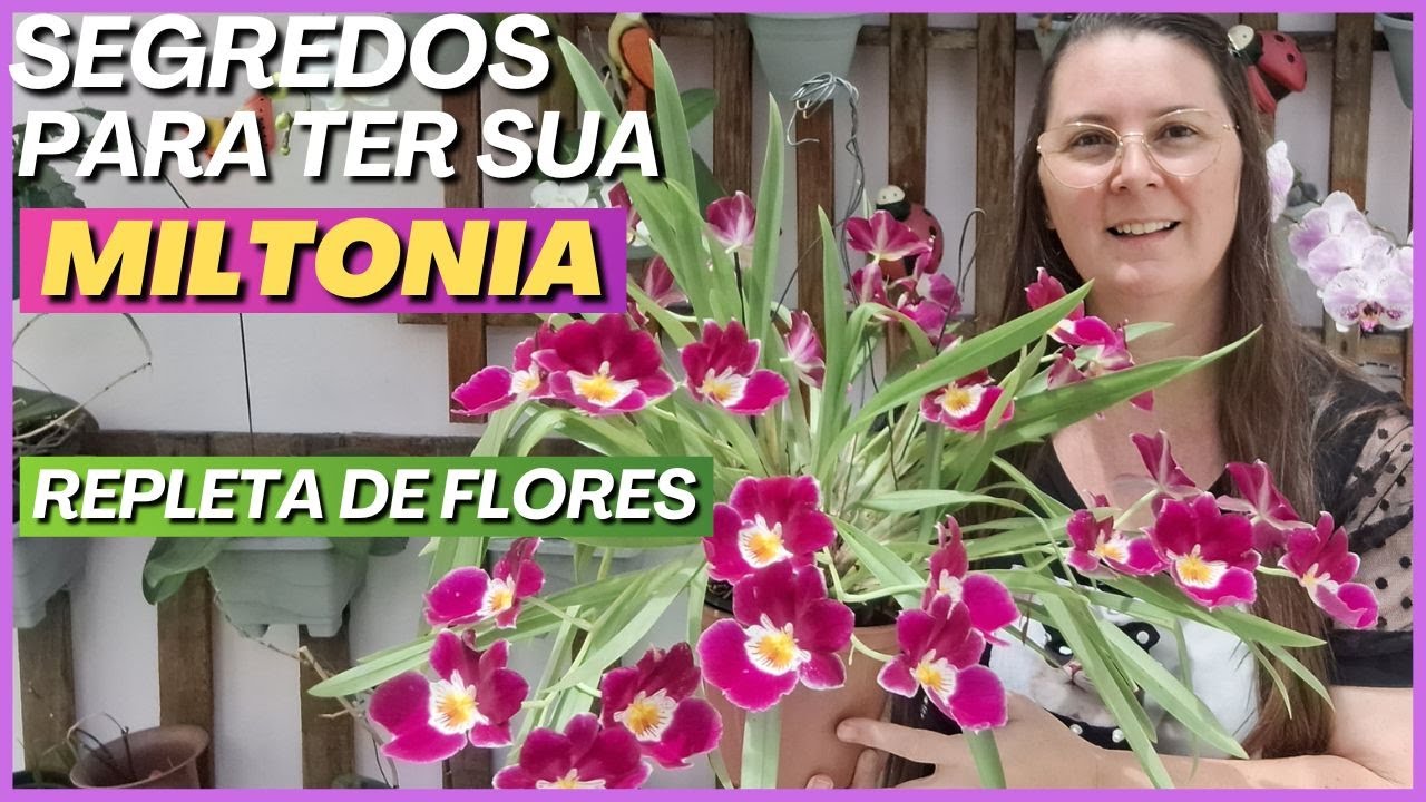 ORQUÍDEAS: Como cultivar e replantar Miltonia Colombiana | Miltoniopsis