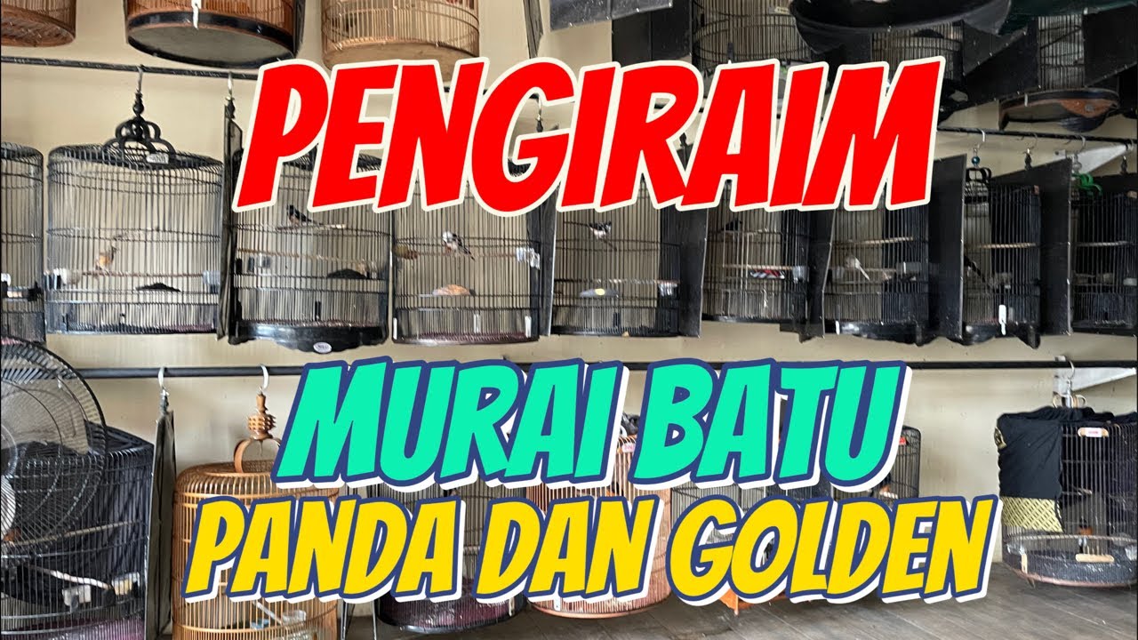 PENGIRIMAN MURAI BATU PANDA DAN GOLDEN