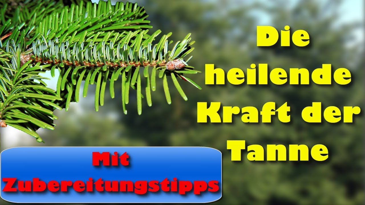 Die heilende Kraft der Tanne mit Zubereitungstipps