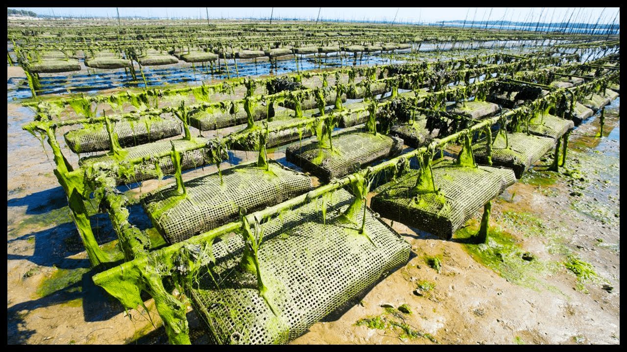 Modern Large Scale Oyster Farm | Oyster Harvesting And Production Process