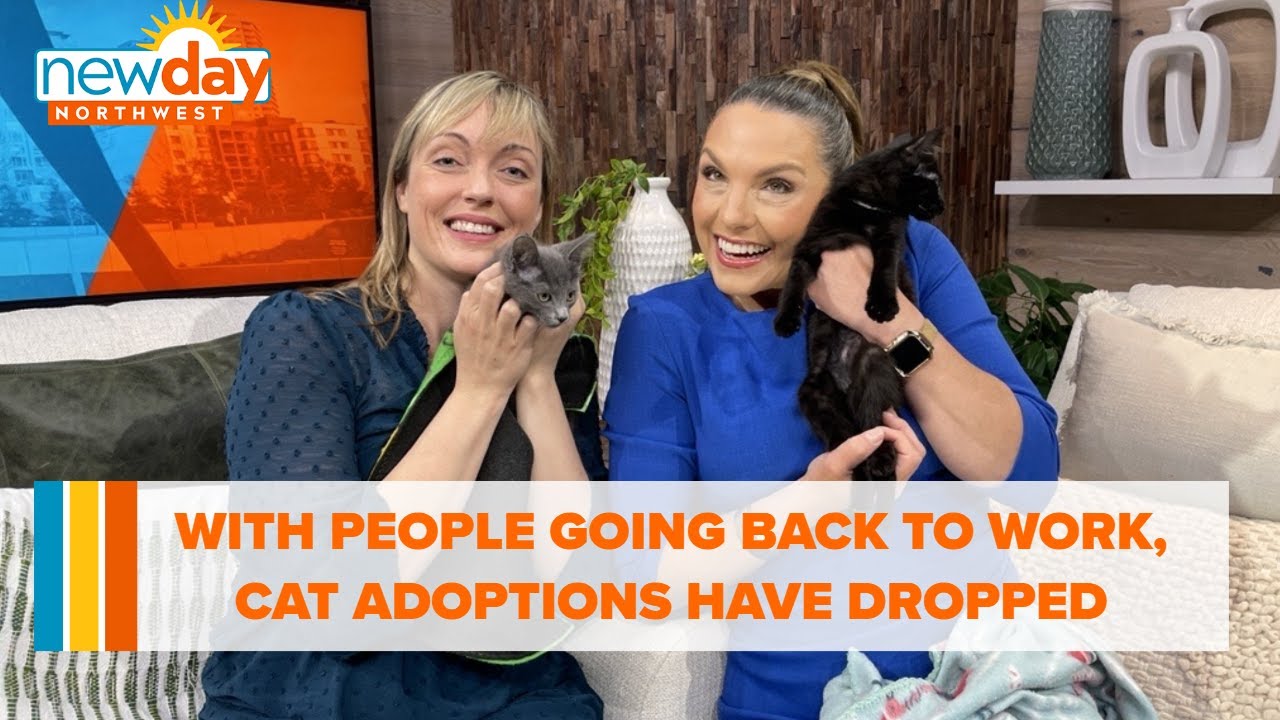 With people going back to the office, cat adoption numbers have dropped - New Day NW