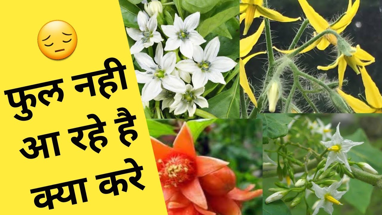 फूल नही आ रहे है । How to get more flowering in plants