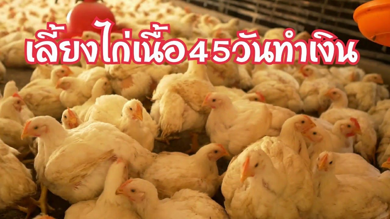 #เลี้ยงไก่เนื้อ45วัน ทำเงิน