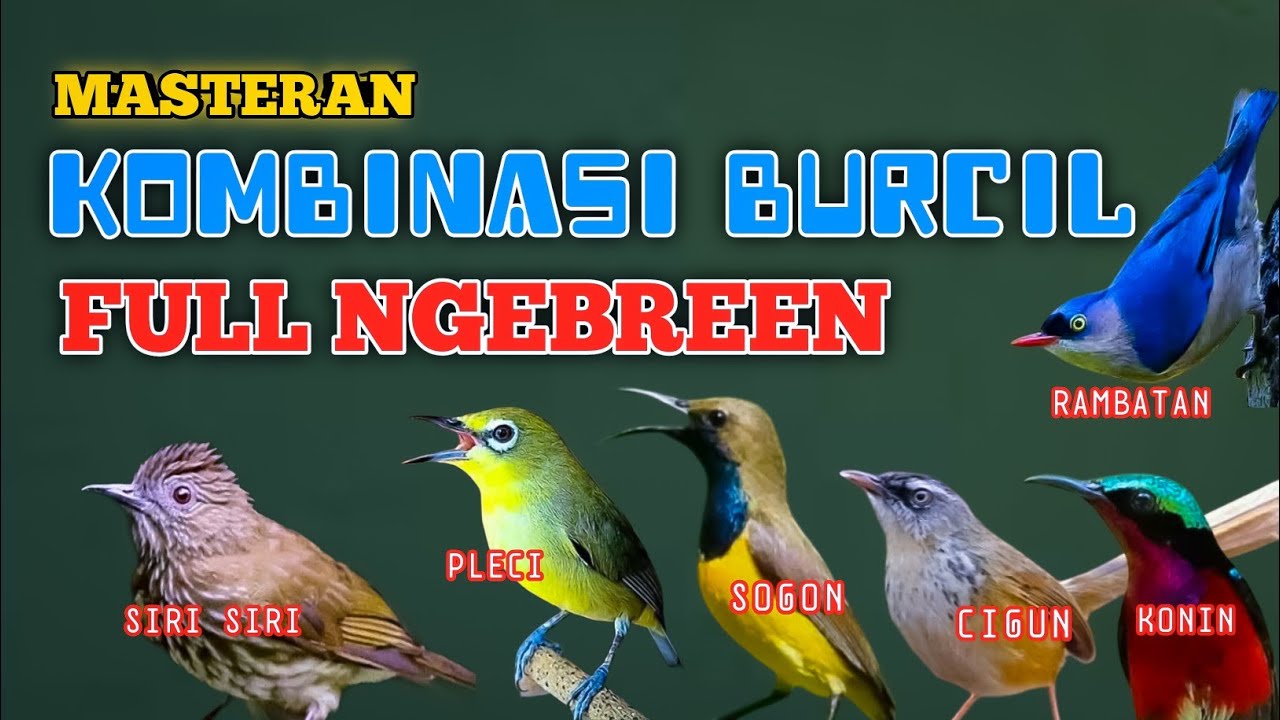 2 jam mastern  kombinasi BURCIL full tembakan NGEBREEN materi rapi mudah di tiru