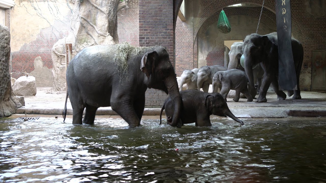 elephant swimming,elephant group video,educational zoo animal videos,german moderation,leipzig 4k