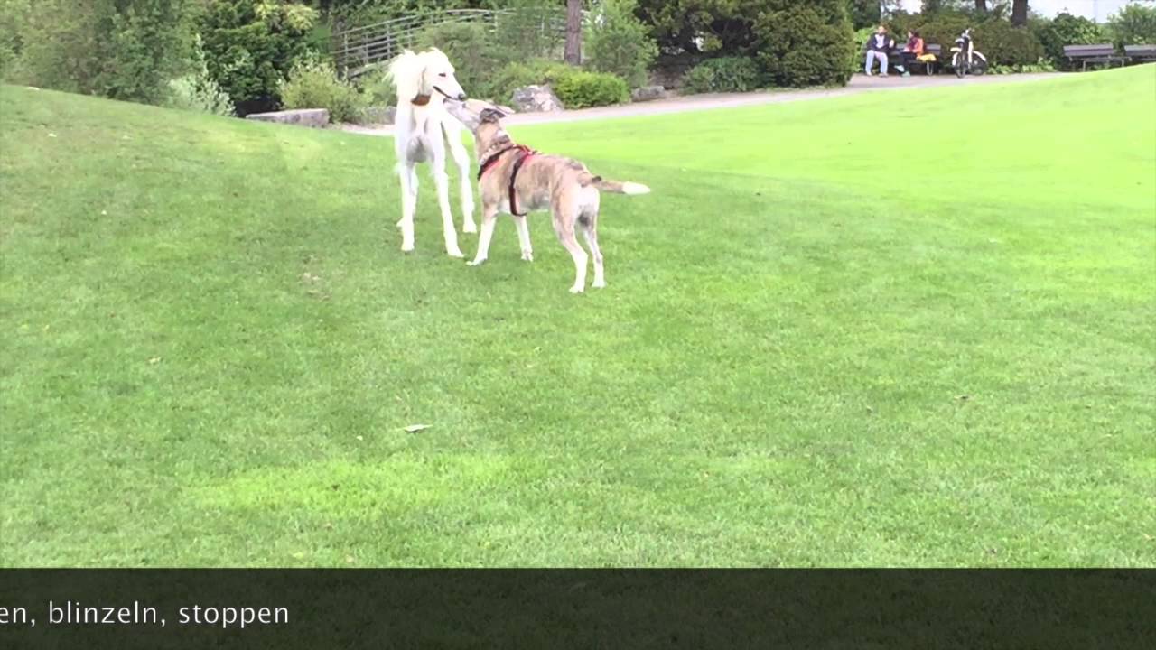 Fiddle das vermeintliche Hundespiel