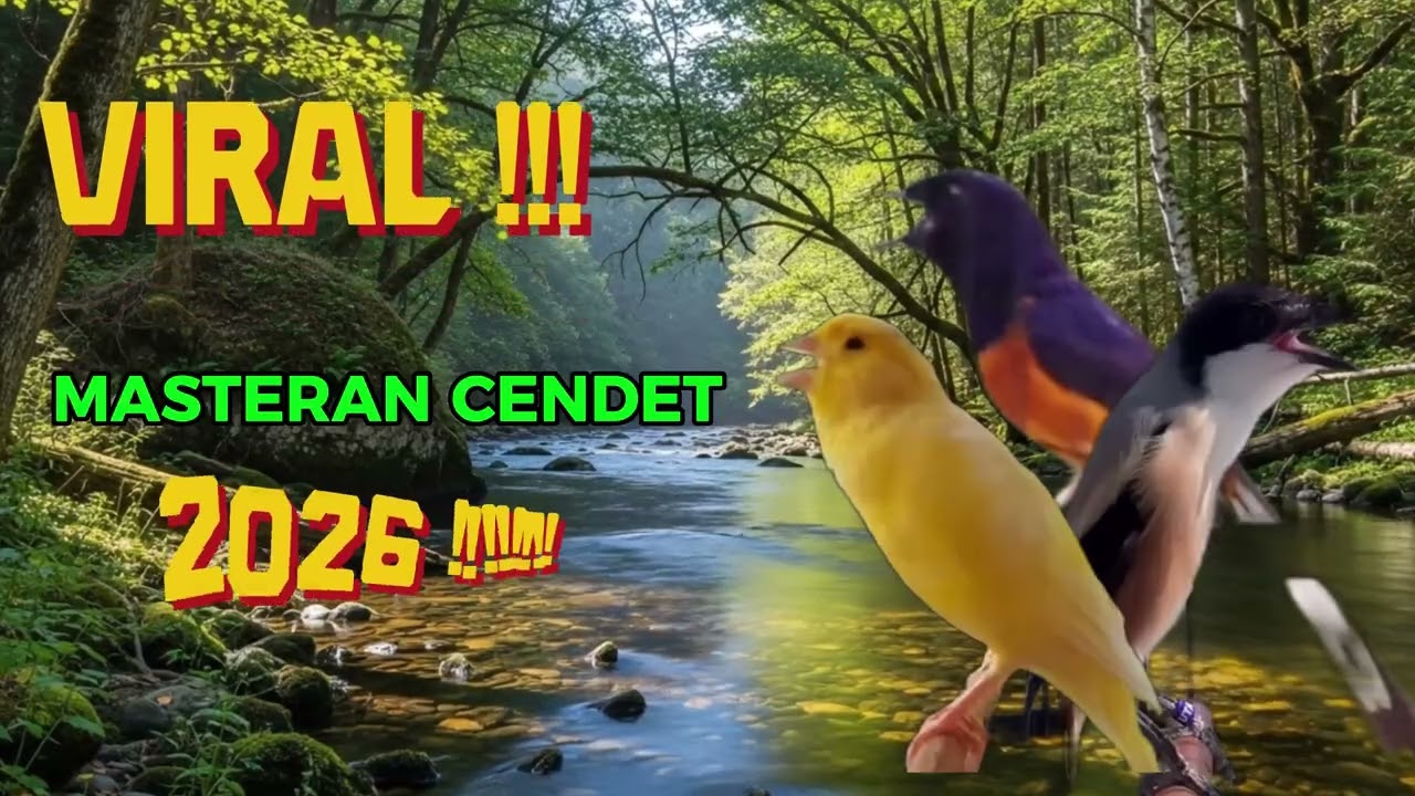 virall!!! masteran cendet juara,masteran bahan burung masih muda,masteran  paling di sukai para juri