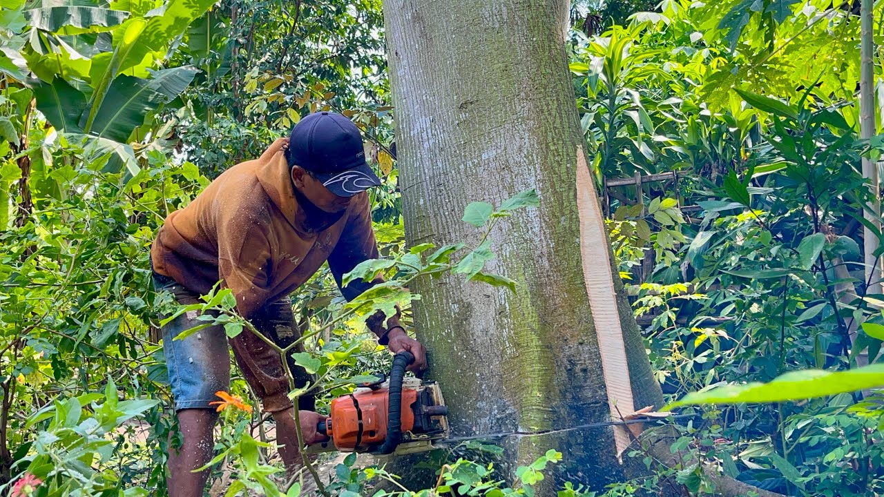 Residents’ House in Threat!! The Felling Of Large Randu Trees In The Village