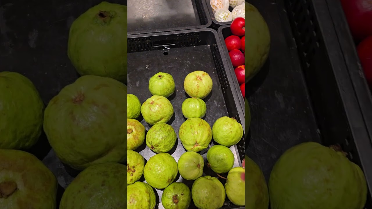Jambu batu di arab