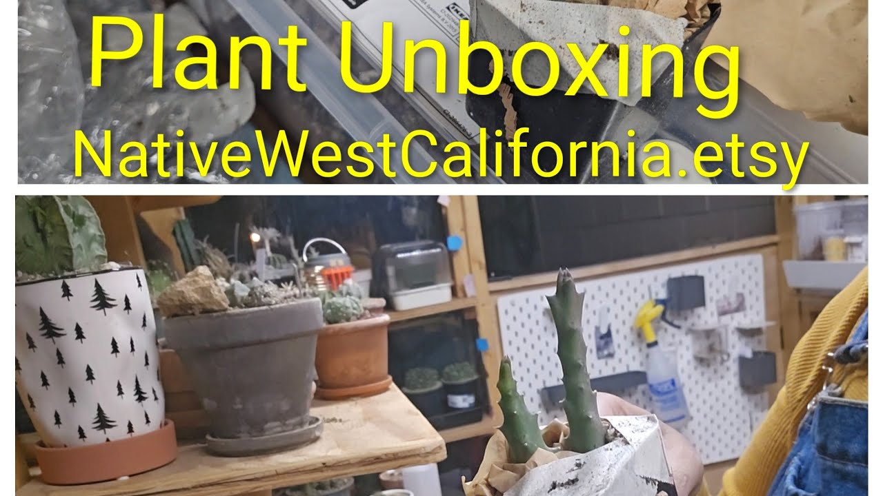 Plant unboxing from NativeWestCalifornia.etsy