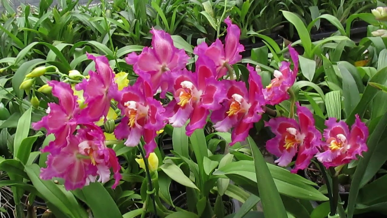 CONHEÇAM AS ODONTOGLOSSUM !!!
