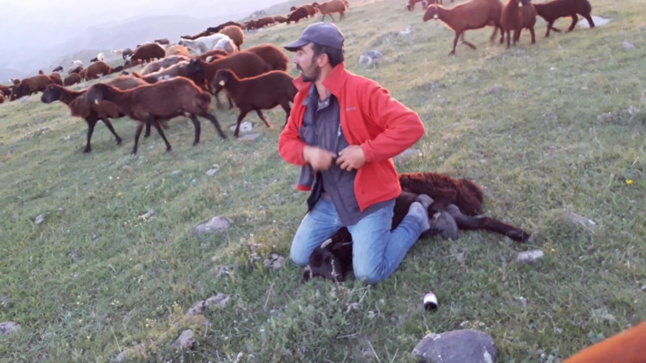 Koyun ve kuzularda göz yaşarması,gözün üstüne inen beyaz perdenin tedavisi