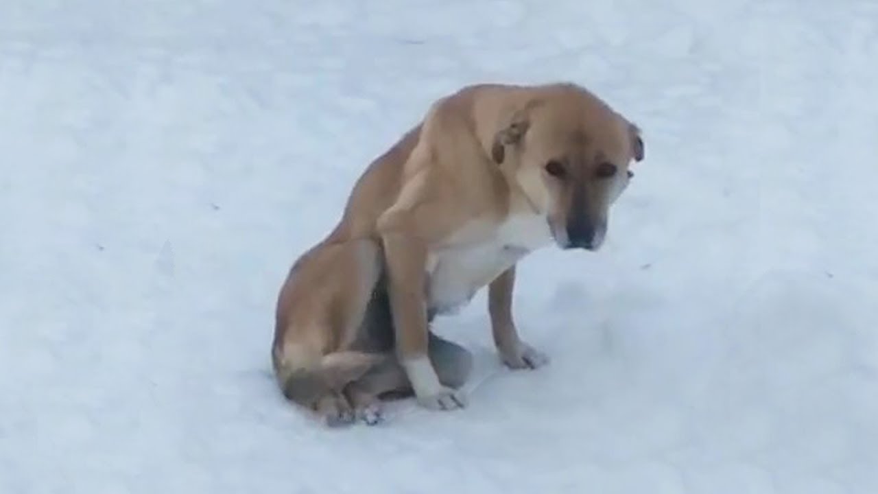 She limped after us begging to help her hungry puppy in the freezing snow