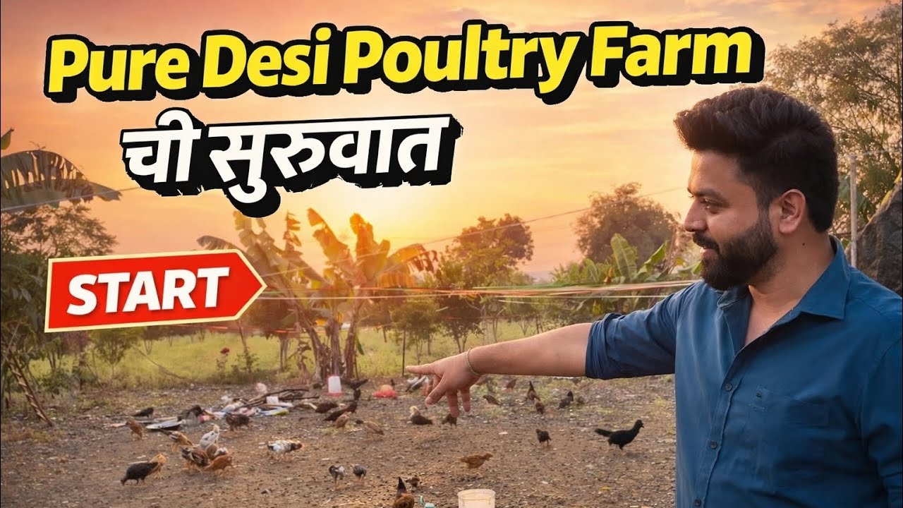 🐣Pure desi poultry🐓Nagpur  #desipoultry  #poultry #farming #chicks #chicken #agriculture #egg #murga