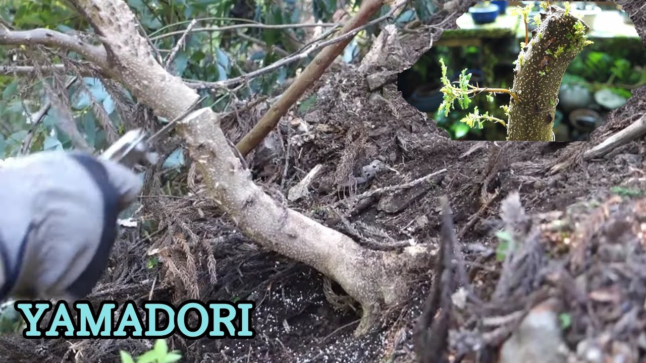 【Bonsai diary】 Naturl Bonsai 山椒（サンショウ）の山採り♯200