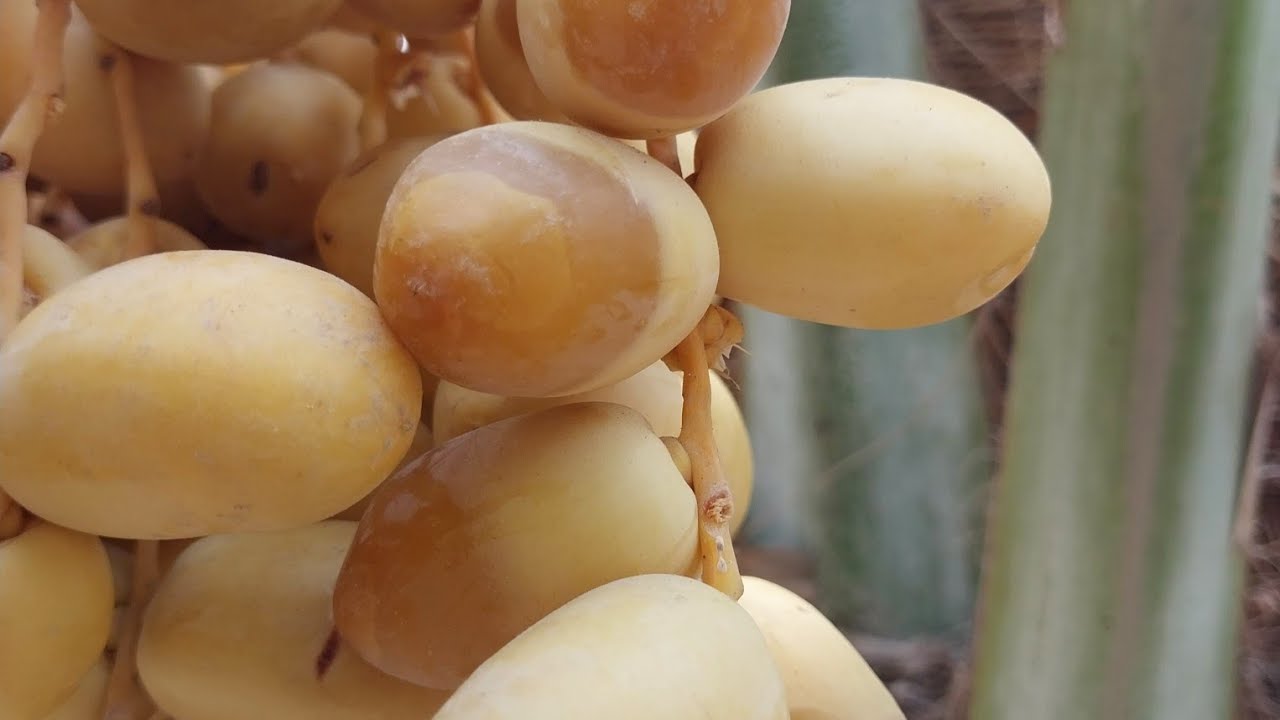 موسم رطب الخلاص في محافظة القطيف