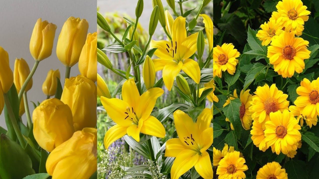 Sete plantas com Flores amarelas lindas e de (FÁCIL CULTIVO)