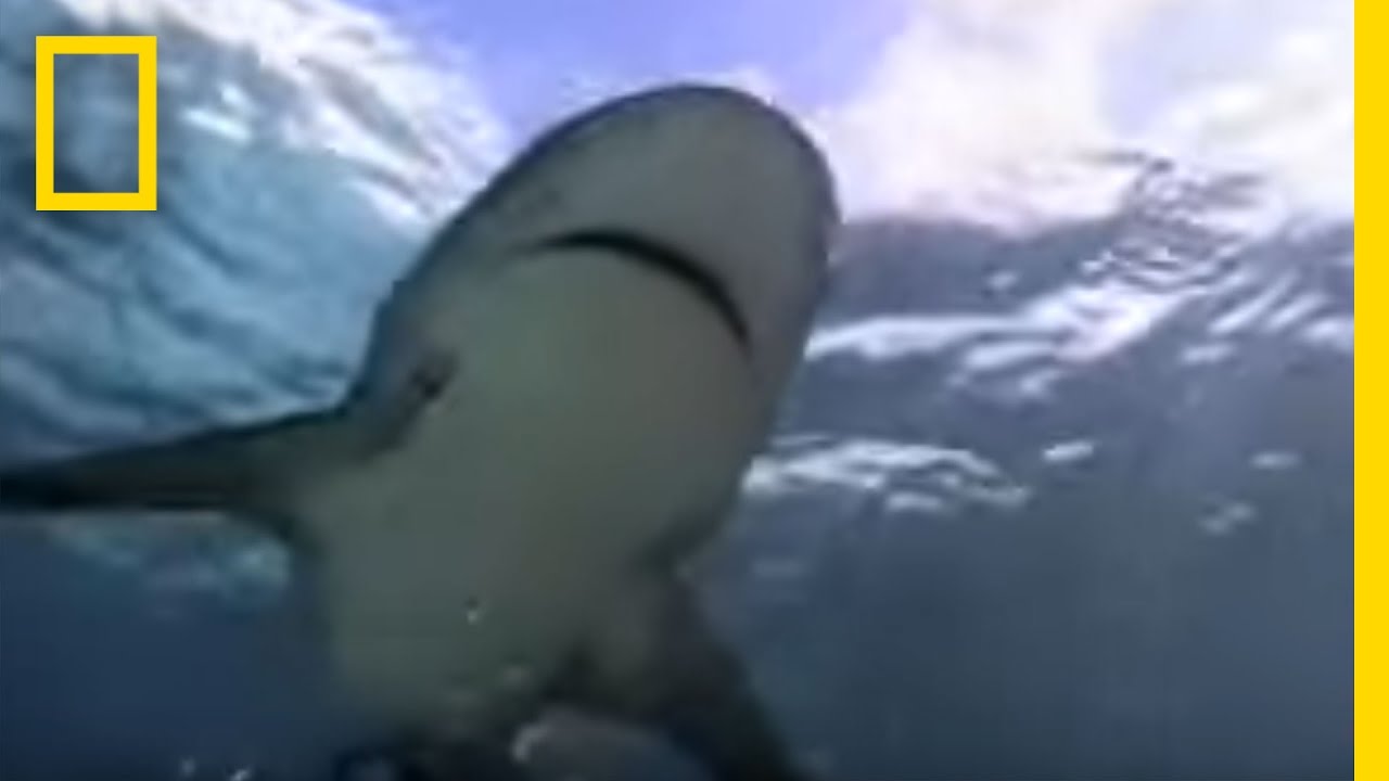 Shark Attack in the River | National Geographic