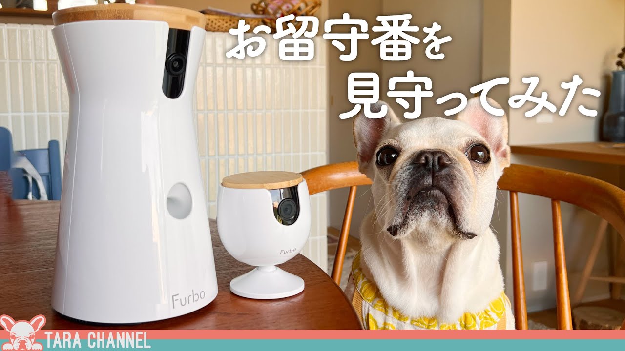 愛犬のお留守番を新型ペットカメラで見守ったらすごくなってた！