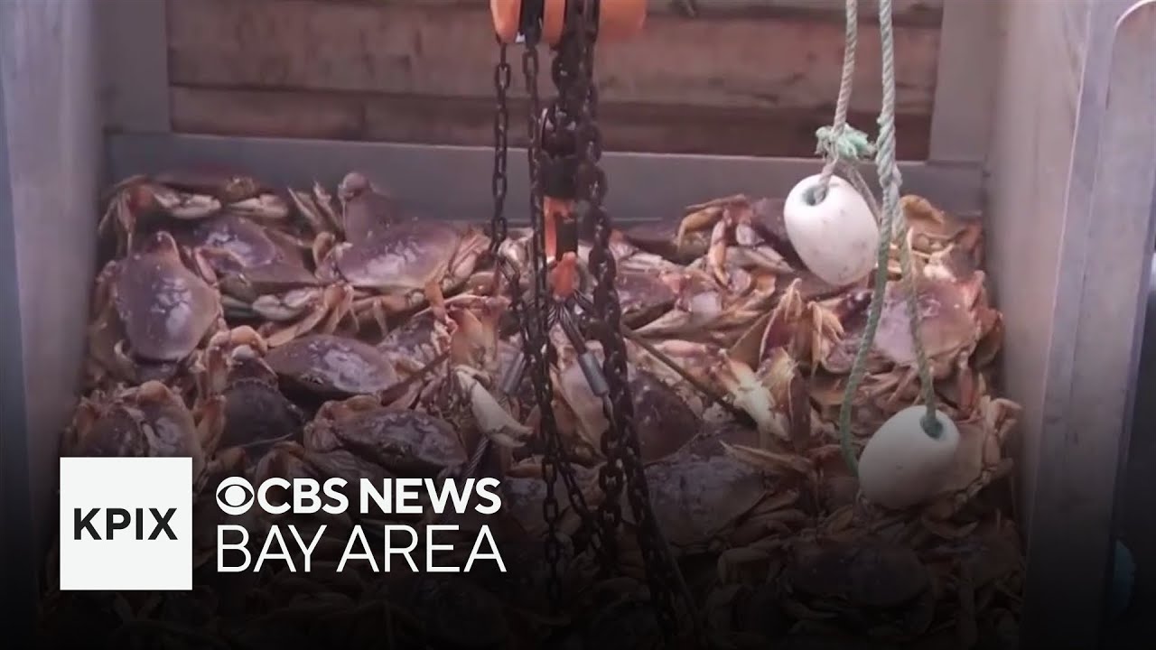 Delay in California's commercial Dungeness crab fishing season impacts Bay Area businesses