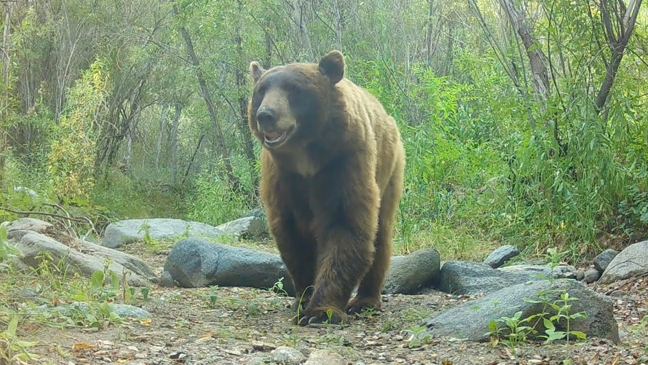 Deep In The Creek In The Angeles National Forest: September 2025 To February 2026