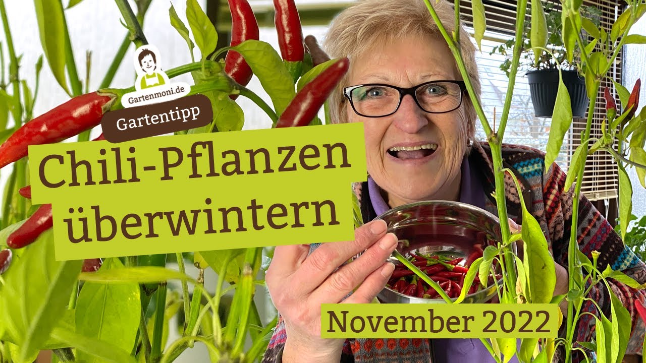 Chili- und Paprika-Pflanzen überwintern - 2 Methoden