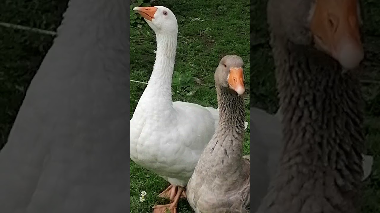 Comment reconnaître un jard et une oie 🥚😉🐣🐣