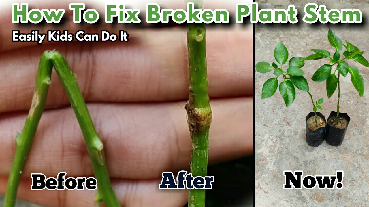 Easily Method To Repair Your Broken Plants | How To Fix A Broken Plant Stem Kids Can Do It