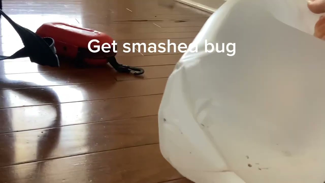 bug