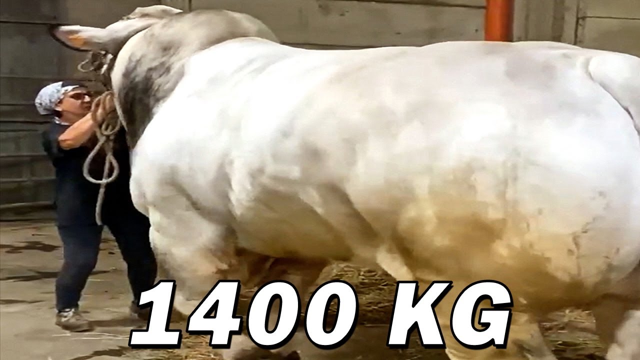Italian National Champion Romagnola Bull - Dodo
