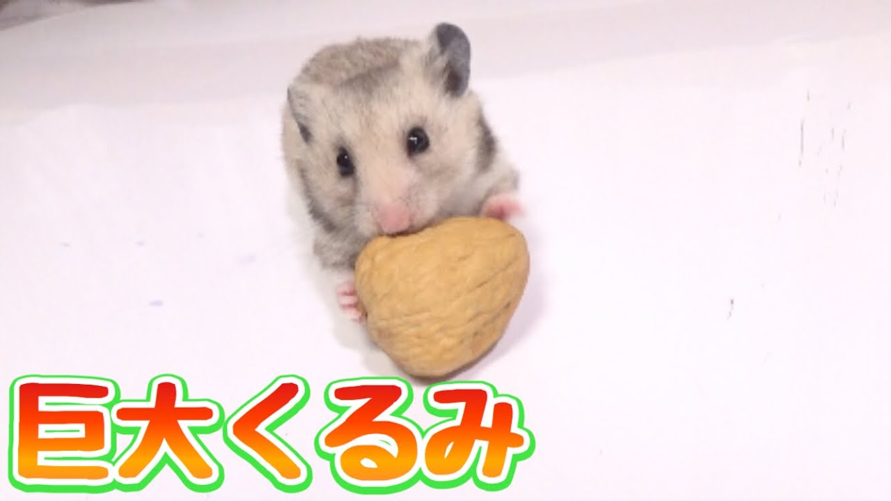 巨大くるみを丸ごと食べるハムスターがマジでかわいい！！