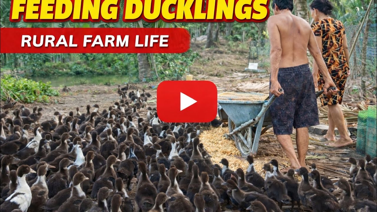 Feeding Hundreds of Ducklings 🦆 | Peaceful Rural Farm Life