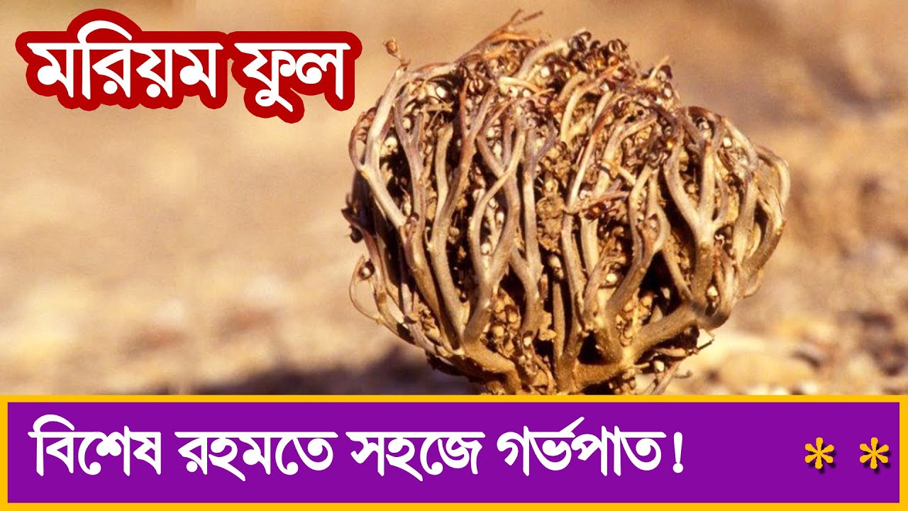 মরিয়ম ফুল । এর আশ্চর্য উপকারিতা সম্পর্কে আপনি জানেন কি? mayajaal | মায়াজাল | BD Documentary