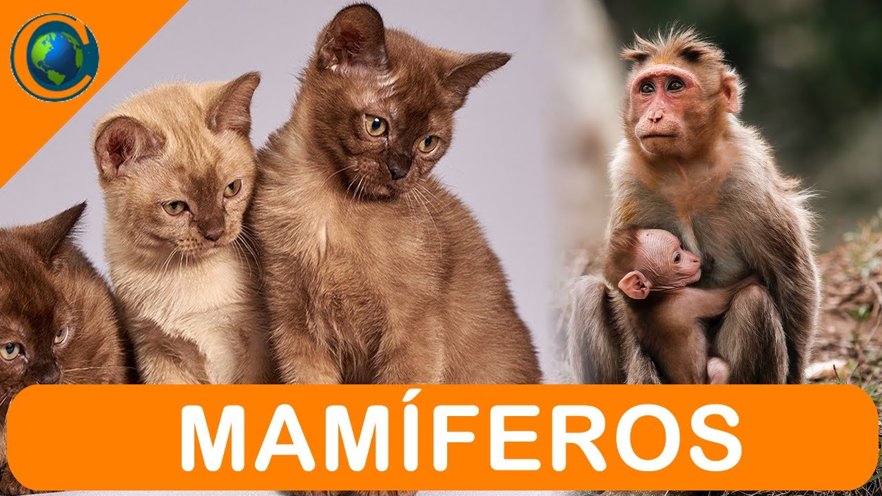 VERTEBRADOS - MAM&Iacute;FEROS