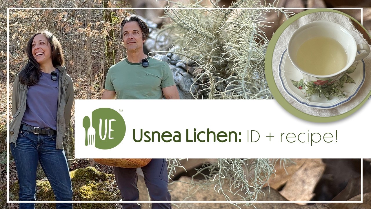 Amazing USNEA LICHEN: ID + recipes!