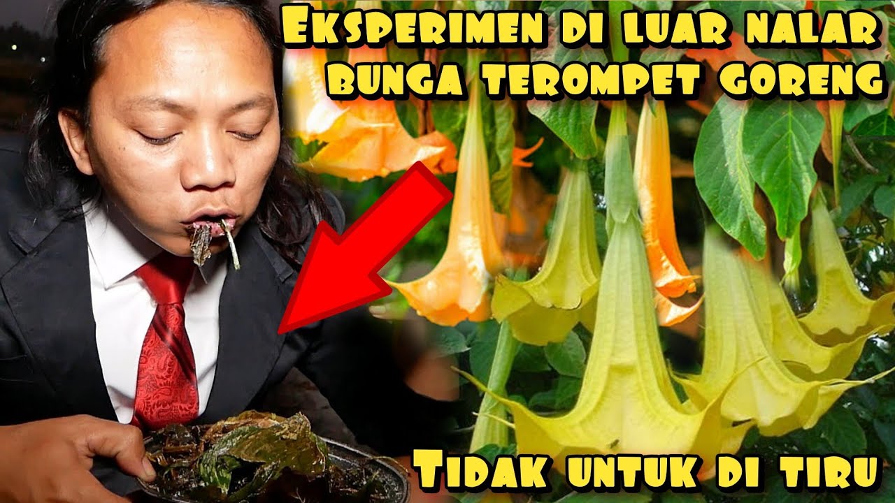 RACIK DAUN TEROMPET EXPERIMEN YANG KE TIGA AUTO KOBAM