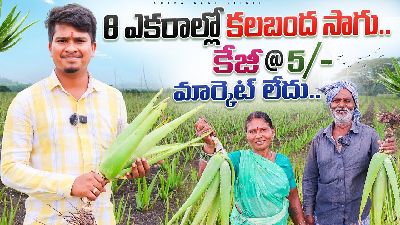 అలోవెరా సాగు | Aloe Vera Cultivation In Telugu | 8ఎకరాల్లో కలబంద సాగు | Shiva Agri Clinic