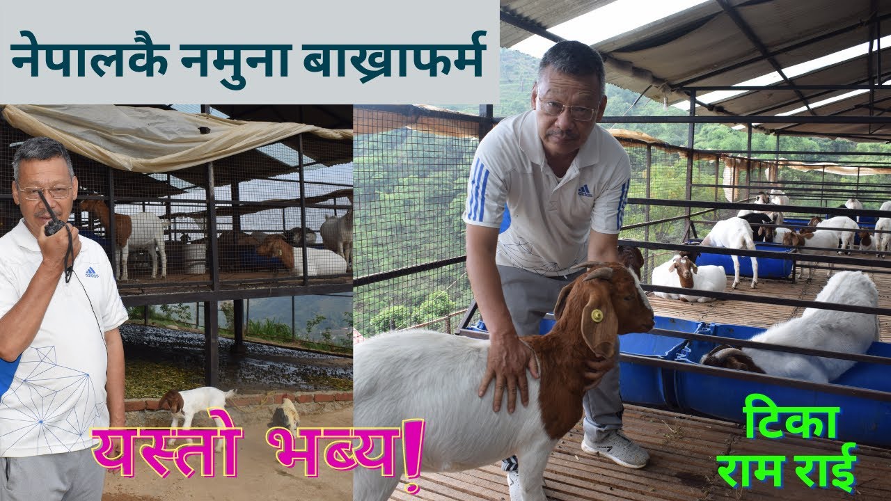 यस्तो छ नेपालकै नमुना बाख्रा फर्म। Modera goat farm in Nepal