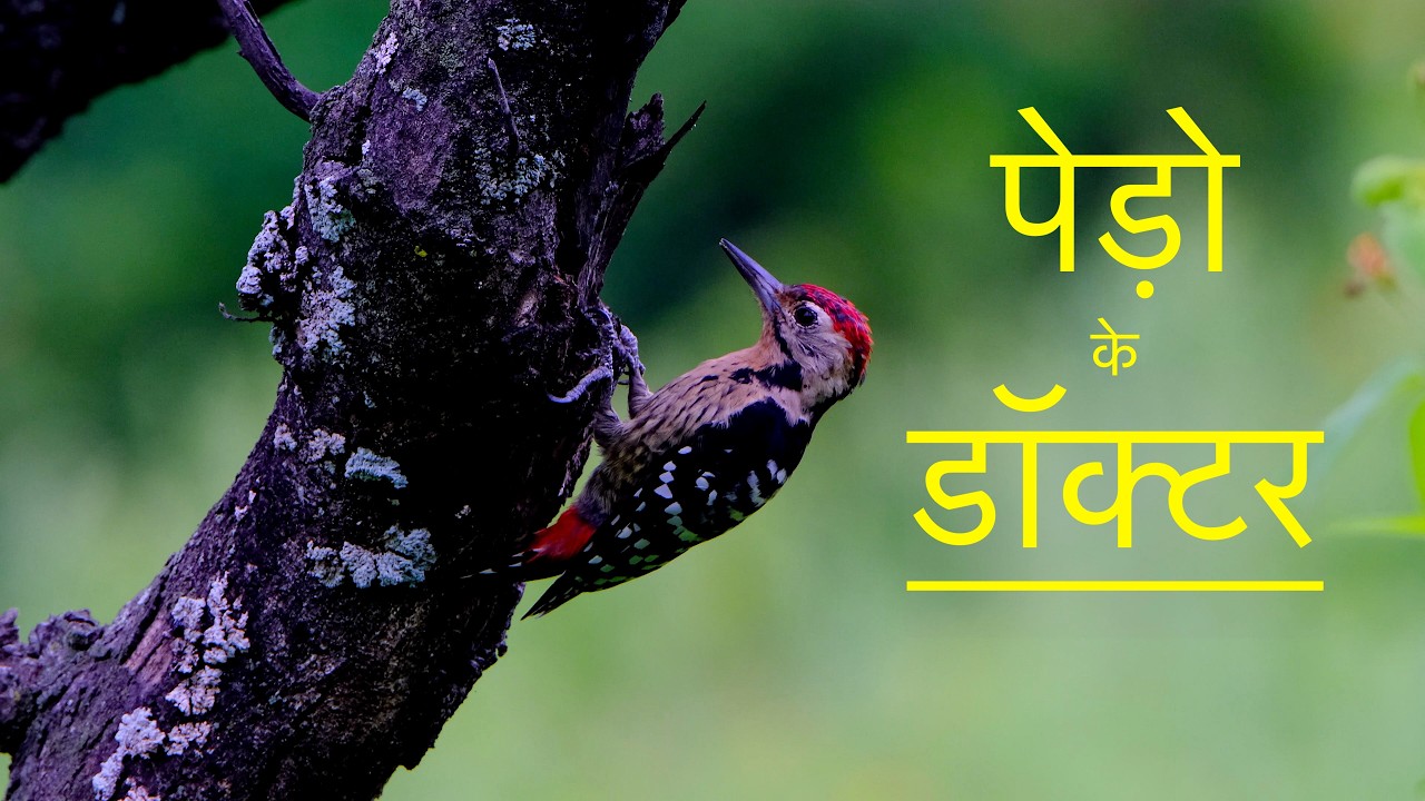 क्यों पूरे जंगल का स्वास्थ्य इस चिड़िया पर निर्भर है | Hindi Documentary Film on Woodpeckers