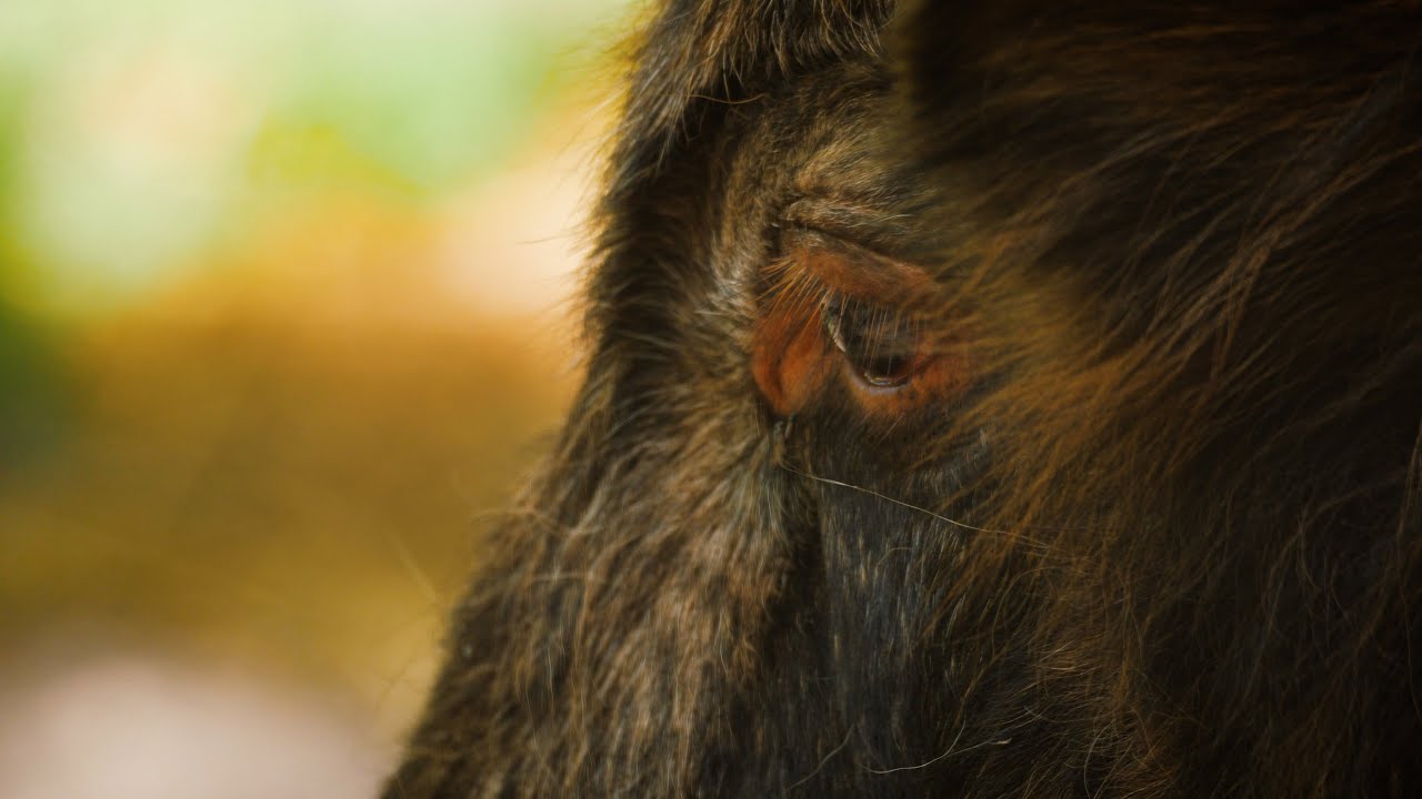 The Final Forrest - Białowieża Forest Short Documentary