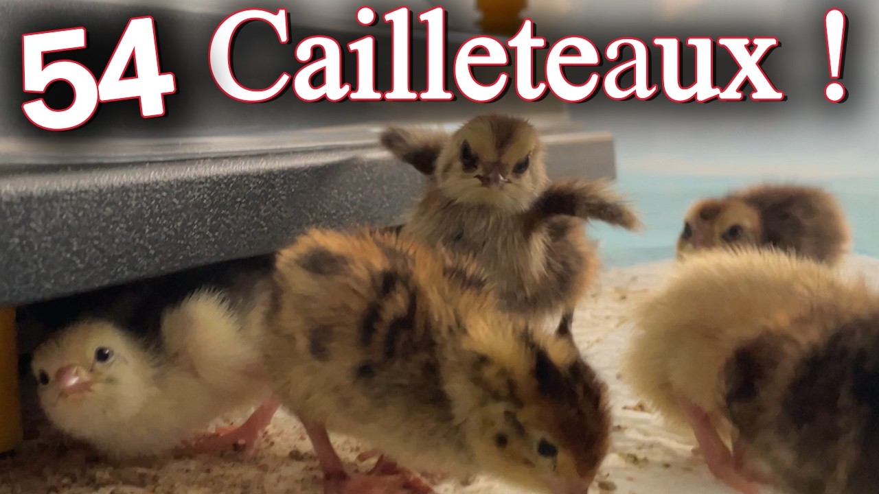 La naissance des cailleteaux ! Ils sont trop mignons 🥰