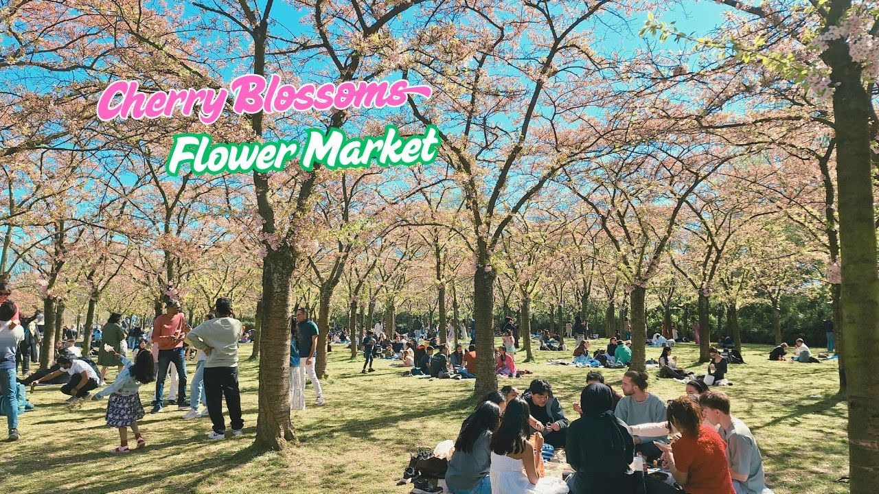 【四月與鮮花的浪漫相遇☆4K 】自製壽司捲/日韓人氣快餐車/阿姆斯特丹森林/櫻花公園/格羅寧根廣場市集.....My Dutch LifeStyle
