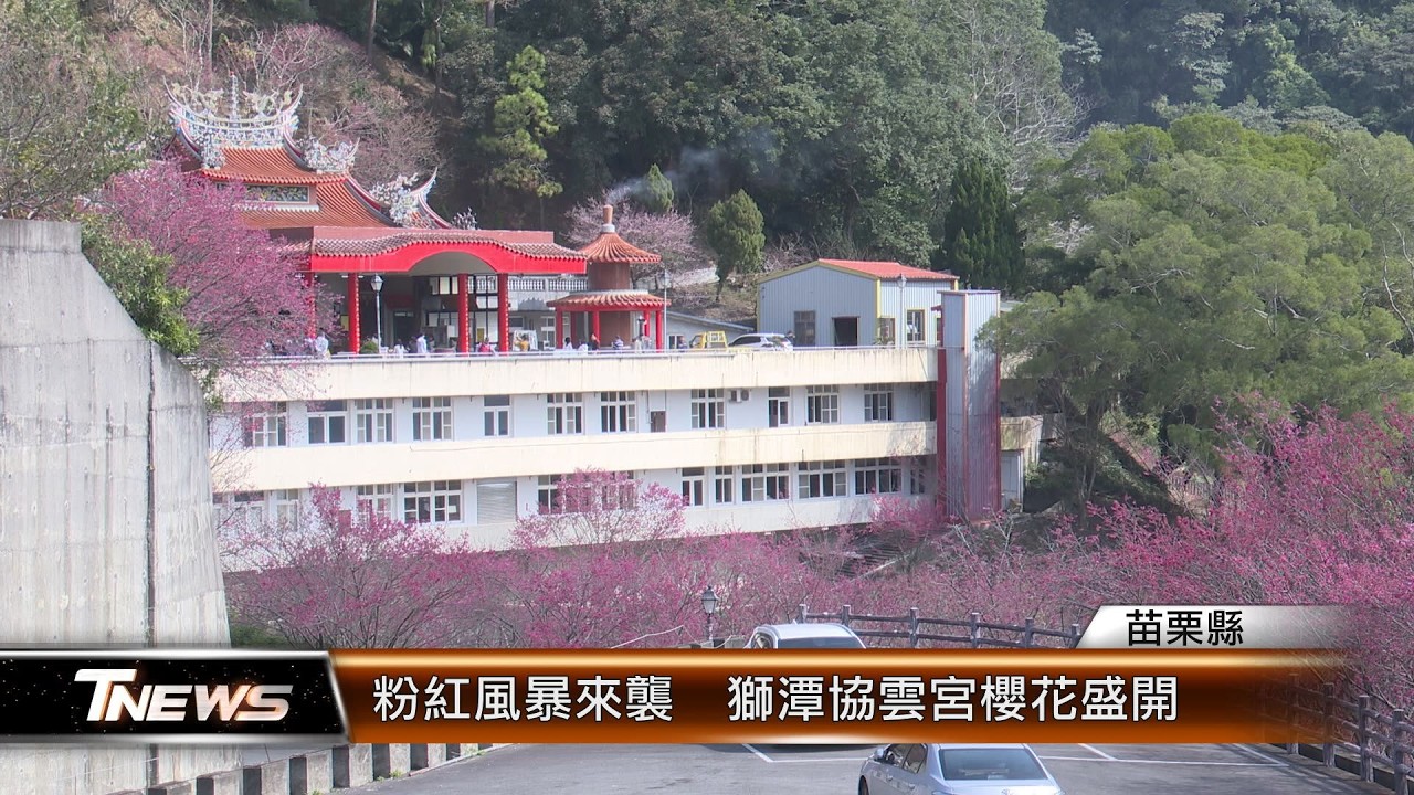 粉紅風暴來襲  獅潭協雲宮櫻花盛開│T-NEWS聯播網
